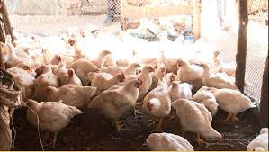 Fêtes de fin d’année: Les éleveurs de poulets ont déployé des efforts considérables, pour satisfaire le marché Fêtes de fin d’année: Les éleveurs de poulets ont déployé des efforts considérables, pour satisfaire le marché