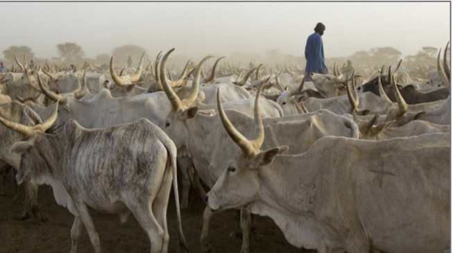 Djiredji : vers la mise en place d’un comité d’alerte contre le vol de bétail Djiredji : vers la mise en place d’un comité d’alerte contre le vol de bétail