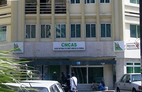 Caisse nationale de crédit agricole du Sénégal: Une machine à milliardaires Caisse nationale de crédit agricole du Sénégal: Une machine à milliardaires