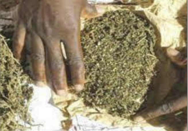 Kédougou : Deux orpailleurs arrêtés pour détention de chanvre indien et de Tramadol Kédougou : Deux orpailleurs arrêtés pour détention de chanvre indien et de Tramadol