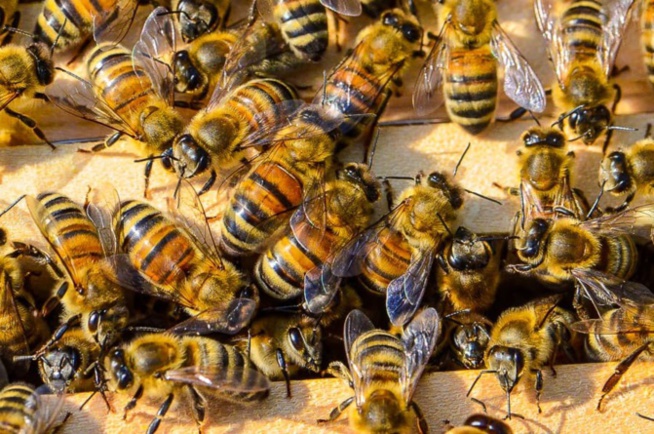 Panique vendredi à Thilogne en plein ziarra : Sortie de son nid, une colonie d’abeilles sème la terreur Panique vendredi à Thilogne en plein ziarra : Sortie de son nid, une colonie d’abeilles sème la terreur