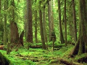 Escroquerie portant sur 49 850 000 F Cfa : le maire de Chérif Lô vend une forêt classée à un marabout