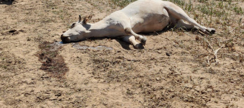 Quatre vaches et un singe retrouvés morts, près des locaux d’une société minière Quatre vaches et un singe retrouvés morts, près des locaux d’une société minière