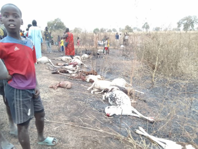 Ndoffane : Plus de 70 moutons tués par un bus Ndoffane : Plus de 70 moutons tués par un bus