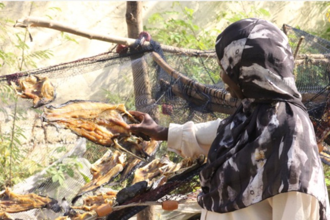 Nouveauté dans la Pisciculture : Du poisson séché en commercialisation à la FASTEF Nouveauté dans la Pisciculture : Du poisson séché en commercialisation à la FASTEF