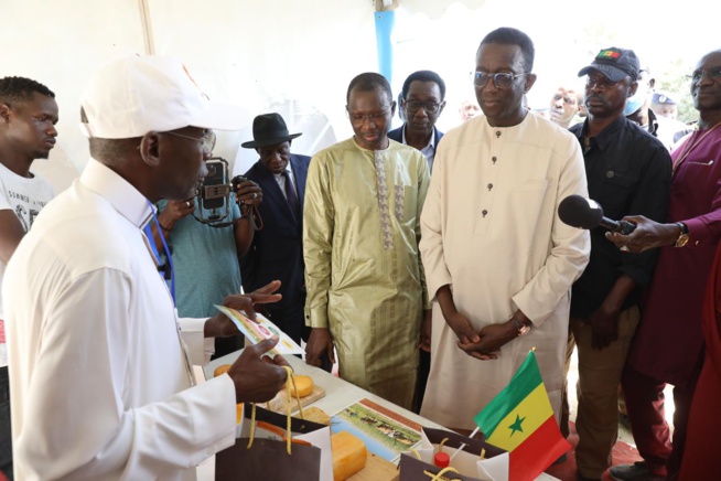 Élevage: Amadou Ba, Premier Ministre réceptionne 1300 génisses gestantes à haut potentiel laitier Élevage: Amadou Ba, Premier Ministre réceptionne 1300 génisses gestantes à haut potentiel laitier