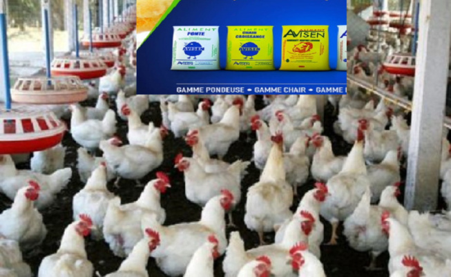 Fabrique d'aliments Volaille-Bétail : la Société avicole sénégalaise Avisen acquise par le singapourien Olam Group, Fabrique d'aliments Volaille-Bétail : la Société avicole sénégalaise Avisen acquise par le singapourien Olam Group,