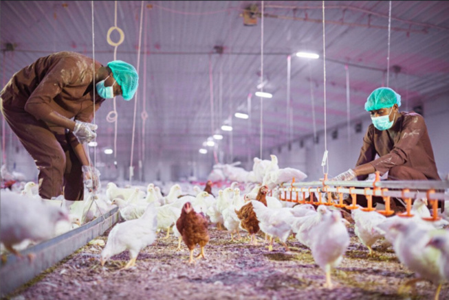 Olam Agri acquiert Avisen, un acteur clé de l'industrie agroalimentaire au Sénégal Olam Agri acquiert Avisen, un acteur clé de l'industrie agroalimentaire au Sénégal