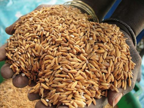 Ouf de soulagement des habitants de Matam : Une usine de décorticage de riz paddy bientôt à Bokidiawé Ouf de soulagement des habitants de Matam : Une usine de décorticage de riz paddy bientôt à Bokidiawé