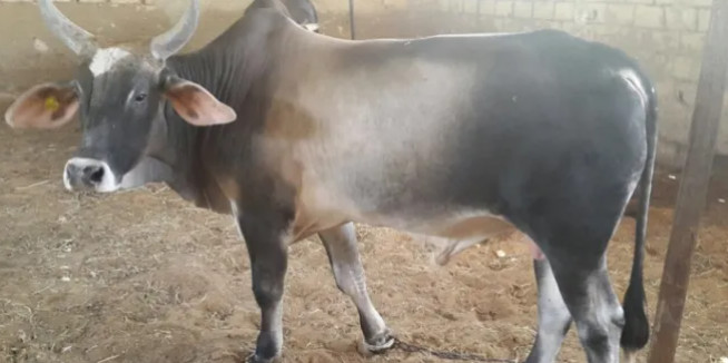 Ndiémane (Joal) : Pour avoir tapé une de ses vaches, le berger égorge son camarade