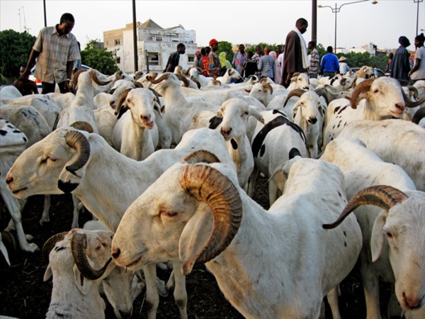 Approvisionnement pour la Tabaski : Le Sénégal a besoin de 740.000 moutons Approvisionnement pour la Tabaski : Le Sénégal a besoin de 740.000 moutons