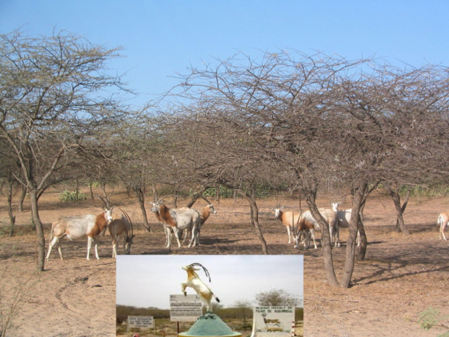 Saint-Louis : La réserve de Gueumbeul sans électricité depuis...sa création ! Saint-Louis : La réserve de Gueumbeul sans électricité depuis...sa création !