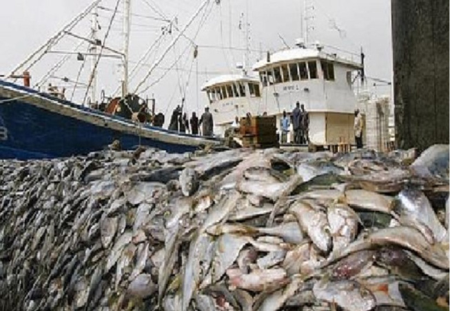 Dégradation du patrimoine halieutique : Un Sénégal sans poisson ne sera jamais meilleur