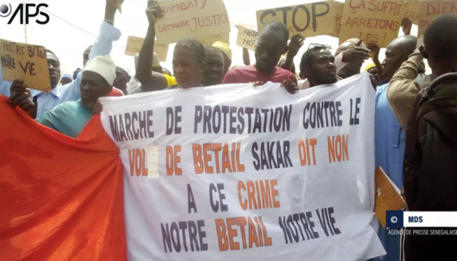 Sédhiou : des éleveurs de Sakar marchent pour dénoncer les “vols répétitifs de bétail” Sédhiou : des éleveurs de Sakar marchent pour dénoncer les “vols répétitifs de bétail”