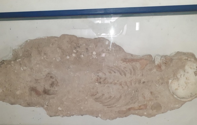 Découverte : Des squelettes de plus de 1000 ans à Dakar...