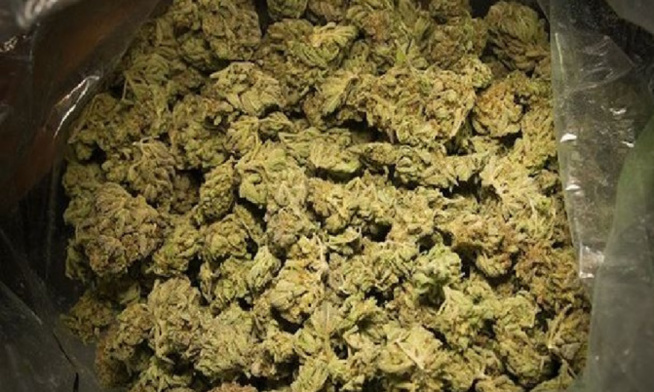 Mbacké : La gendarmerie arrête un voyageur possesseur de 4 kg de chanvre indien Mbacké : La gendarmerie arrête un voyageur possesseur de 4 kg de chanvre indien