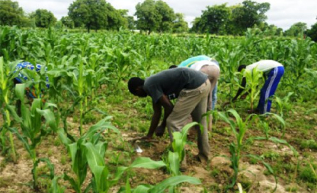 Mesures pour répondre aux préoccupations agricoles: Baisse du prix de l’engrais de 22 %, 35 t de phosphates à distribuer… Mesures pour répondre aux préoccupations agricoles: Baisse du prix de l’engrais de 22 %, 35 t de phosphates à distribuer…