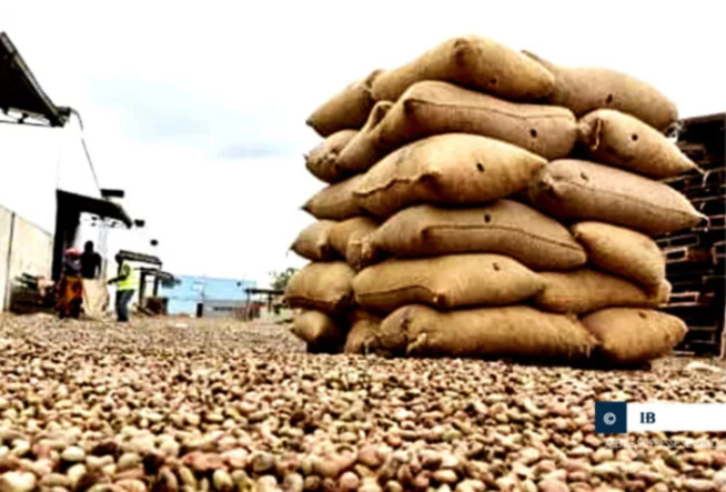 Ziguinchor : Le gouvernement lève l’interdiction du transport des noix d’acajou, par voie terrestre Ziguinchor : Le gouvernement lève l’interdiction du transport des noix d’acajou, par voie terrestre