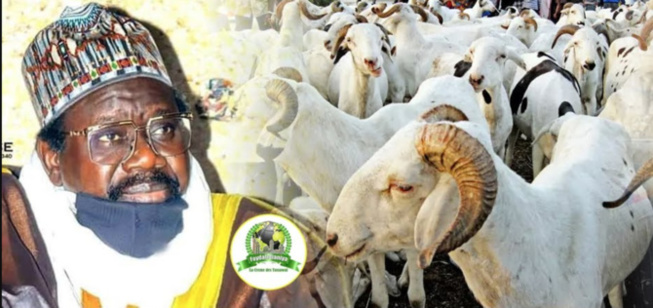 Imam Cheikh Aliou Cissé a offert plus de 580 moutons pour la Tabaski Imam Cheikh Aliou Cissé a offert plus de 580 moutons pour la Tabaski