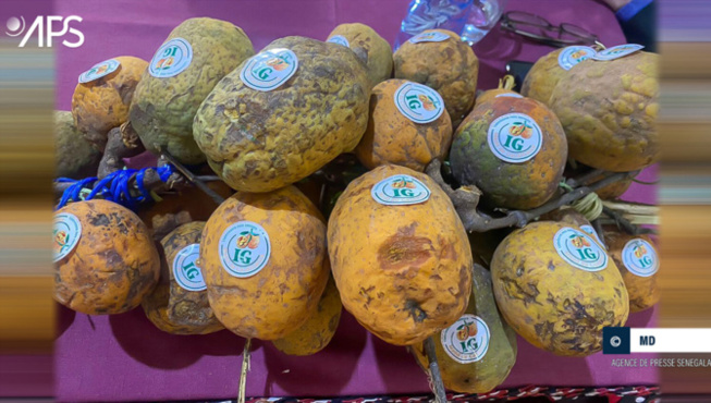 Le madd de Casamance certifié : De belles perspectives s’ouvrent pour la filière Le madd de Casamance certifié : De belles perspectives s’ouvrent pour la filière