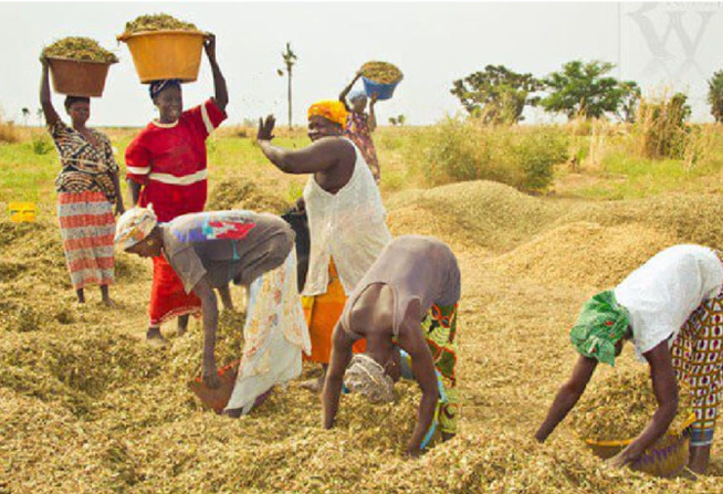 Étude de l’institut prospective agricole et rurale : Les pertes post récoltes évaluées à cinq milliards par an à Podor Étude de l’institut prospective agricole et rurale : Les pertes post récoltes évaluées à cinq milliards par an à Podor