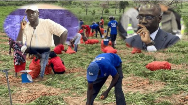 Commercialisation du carotte : Serigne Mansour Gueye appelle le ministre du commerce à organiser le secteur Commercialisation du carotte : Serigne Mansour Gueye appelle le ministre du commerce à organiser le secteur