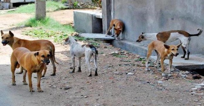 Hann-Marinas : la chasse aux chiens errants ayant attaqué des moutons tourne mal Hann-Marinas : la chasse aux chiens errants ayant attaqué des moutons tourne mal