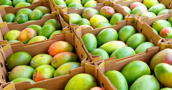 La filière mangue en chute libre : «Cette année, une campagne catastrophique», déplore Mamour Gueye, vice-président de l’interprofession La filière mangue en chute libre : «Cette année, une campagne catastrophique», déplore Mamour Gueye, vice-président de l’interprofession