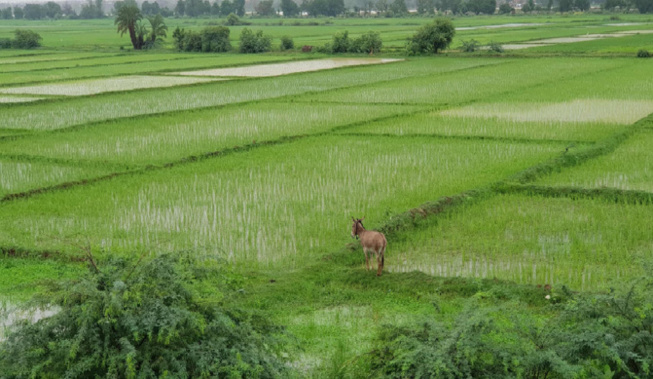 Podor- Des centaines d’hectares de riz emportés par les eaux : Les riziculteurs laissés avec leurs pertes Podor- Des centaines d’hectares de riz emportés par les eaux : Les riziculteurs laissés avec leurs pertes