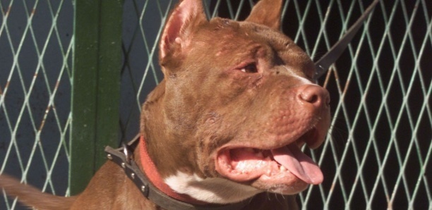 Parcelles Assainies : il lâche son pitbull contre un élève de sixième Parcelles Assainies : il lâche son pitbull contre un élève de sixième