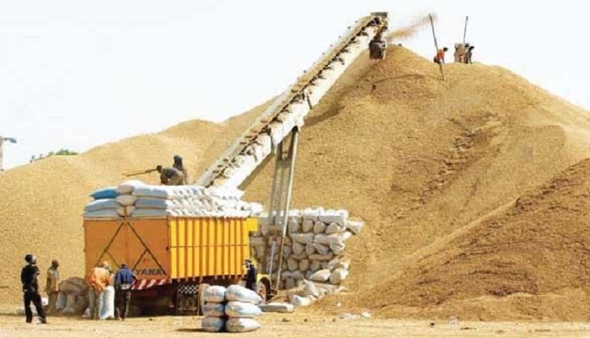 Interdiction de l’exportation de l’arachide : Les paysans de Linguère approuvent la décision de l’État Interdiction de l’exportation de l’arachide : Les paysans de Linguère approuvent la décision de l’État