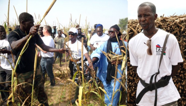 Cheikh Amar : « S’il plait à Dieu, le Sénégal atteindra son autosuffisance en riz dans deux ans » Cheikh Amar : « S’il plait à Dieu, le Sénégal atteindra son autosuffisance en riz dans deux ans »