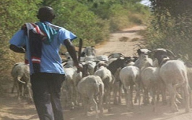 Vol de bétail : Un mal profond estimé à plus de 2 milliards de frs de pertes chaque année au Sénégal