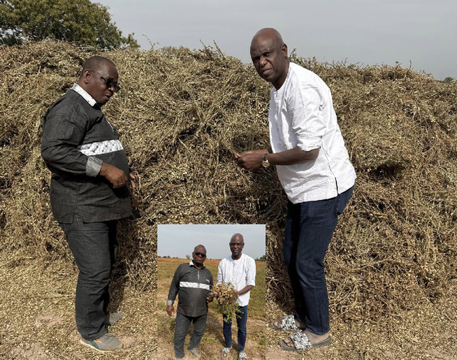 Mansour Faye sonne l’alerte sur la récolte d’arachides : « Les volumes seront bas, voire trop bas ! » Mansour Faye sonne l’alerte sur la récolte d’arachides : « Les volumes seront bas, voire trop bas ! »