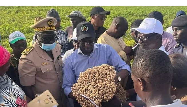 Porokhane : 9 opérateurs économiques arrêtés pour non-respect du prix plancher de l’arachide