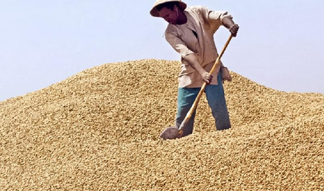 Campagne de commercialisation de l’arachide : Les éclairages d’Amadou Touba Niane, commissaire aux enquêtes économiques Campagne de commercialisation de l’arachide : Les éclairages d’Amadou Touba Niane, commissaire aux enquêtes économiques