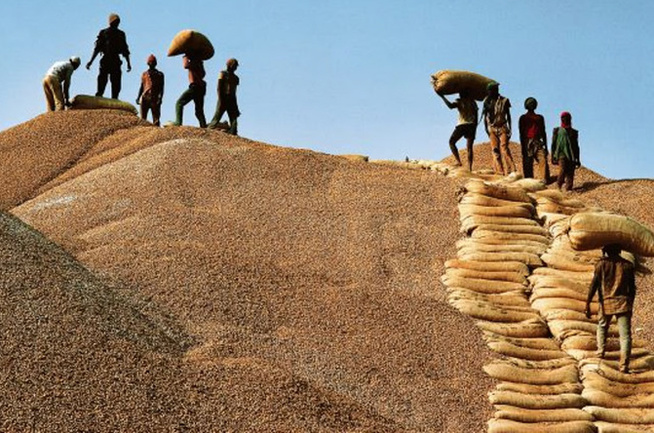 Eviter le bradage de l’arachide : Les travailleurs de la SONACOS invitent les producteurs à vendre leurs récoltes dans les circuits officiels Eviter le bradage de l’arachide : Les travailleurs de la SONACOS invitent les producteurs à vendre leurs récoltes dans les circuits officiels