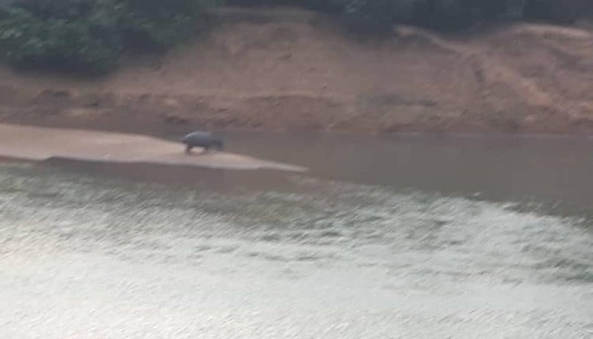 Tambacounda : Un hippopotame tueur sème la terreur à Gouloumbou Tambacounda : Un hippopotame tueur sème la terreur à Gouloumbou