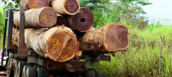 Trafic de bois sur fond de corruption : Le chef de poste de Keur Ayib tombe Trafic de bois sur fond de corruption : Le chef de poste de Keur Ayib tombe