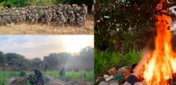 Kolda : Des champs de chanvre indien rasés par l’armée Kolda : Des champs de chanvre indien rasés par l’armée