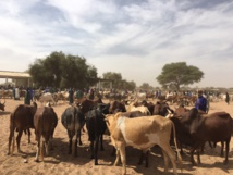 Gamou Tivaoune 2015: L'homme d'affaire Aziz Ndiaye offre des bœufs aux chefs religieux de la ville sainte de Tivaoune. Gamou Tivaoune 2015: L'homme d'affaire Aziz Ndiaye offre des bœufs aux chefs religieux de la ville sainte de Tivaoune.