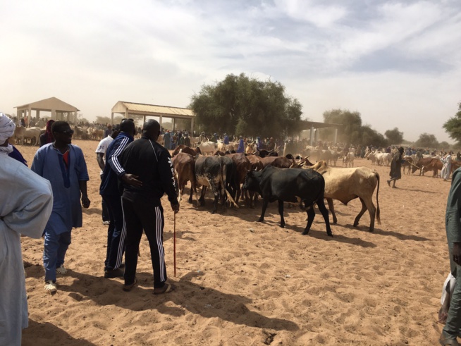 Gamou Tivaoune 2015: L'homme d'affaire Aziz Ndiaye offre des bœufs aux chefs religieux de la ville sainte de Tivaoune. Gamou Tivaoune 2015: L'homme d'affaire Aziz Ndiaye offre des bœufs aux chefs religieux de la ville sainte de Tivaoune.