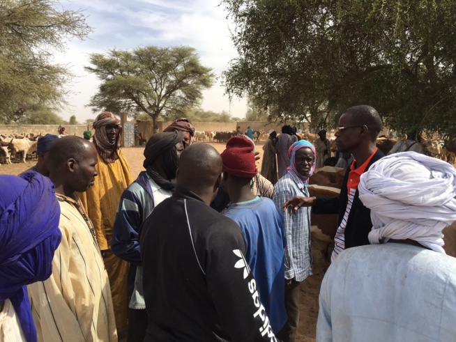 Gamou Tivaoune 2015: L'homme d'affaire Aziz Ndiaye offre des bœufs aux chefs religieux de la ville sainte de Tivaoune. Gamou Tivaoune 2015: L'homme d'affaire Aziz Ndiaye offre des bœufs aux chefs religieux de la ville sainte de Tivaoune.