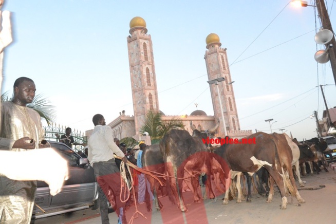 Maoloud 2015: L'homme d'affaires Aziz Ndiaye offre des bœufs à Abdoul Aziz Sy junior. Maoloud 2015: L'homme d'affaires Aziz Ndiaye offre des bœufs à Abdoul Aziz Sy junior.