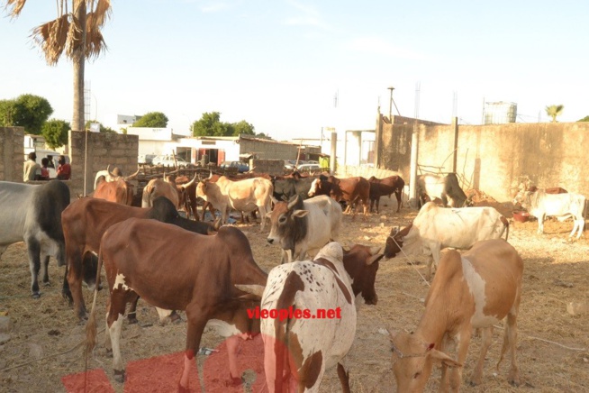 Maoloud 2015: L'homme d'affaires Aziz Ndiaye offre des bœufs à Abdoul Aziz Sy junior.