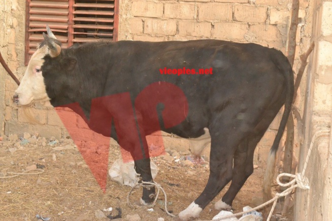 Maoloud 2015: L'homme d'affaires Aziz Ndiaye offre des bœufs à Abdoul Aziz Sy junior.