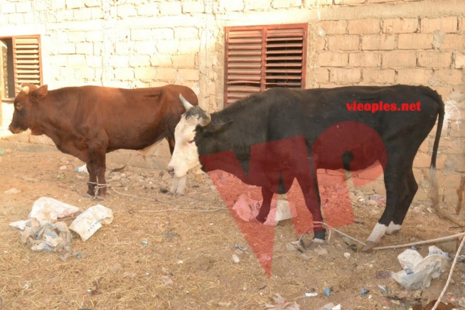 Maoloud 2015: L'homme d'affaires Aziz Ndiaye offre des bœufs à Abdoul Aziz Sy junior.