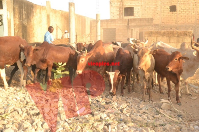 Maoloud 2015: L'homme d'affaires Aziz Ndiaye offre des bœufs à Abdoul Aziz Sy junior.