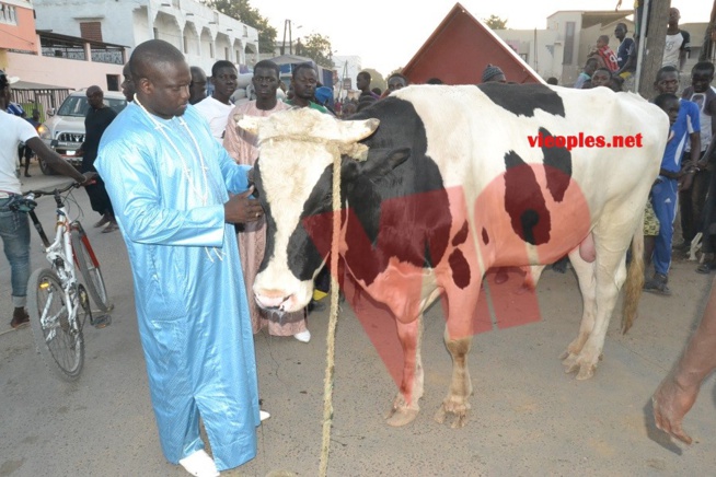 Maoloud 2015: L'homme d'affaires Aziz Ndiaye offre des bœufs à Abdoul Aziz Sy junior. Maoloud 2015: L'homme d'affaires Aziz Ndiaye offre des bœufs à Abdoul Aziz Sy junior.
