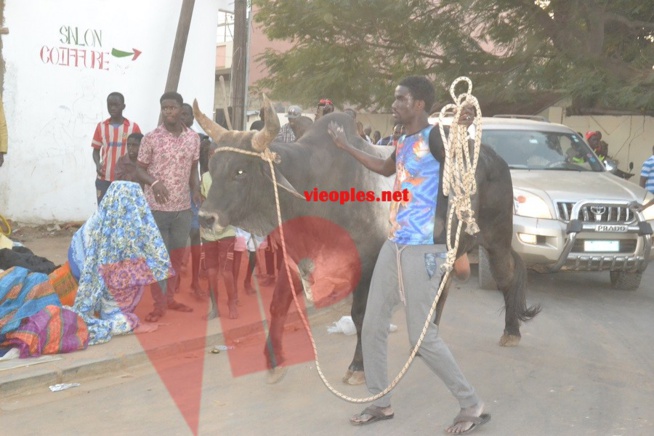Maoloud 2015: L'homme d'affaires Aziz Ndiaye offre des bœufs à Abdoul Aziz Sy junior.